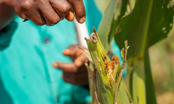 fall armyworm