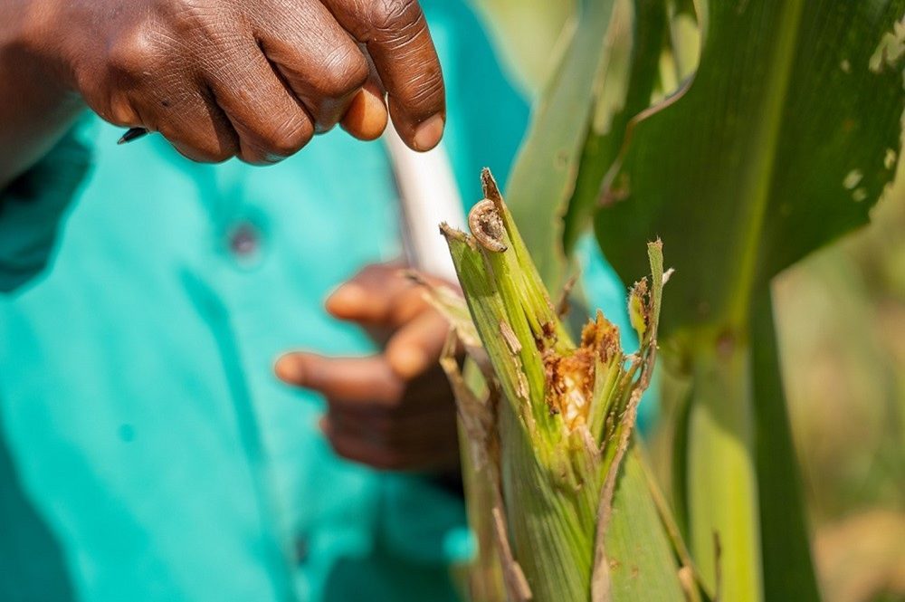 fall armyworm