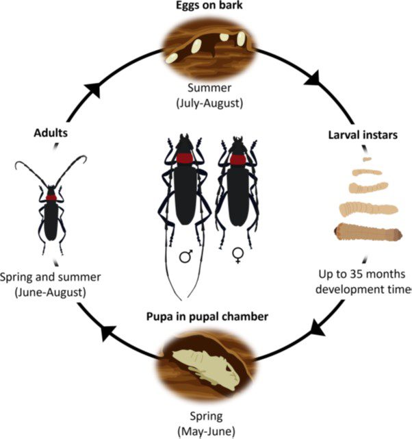 June Beetle Life Cycle June Beetle Life Cycle