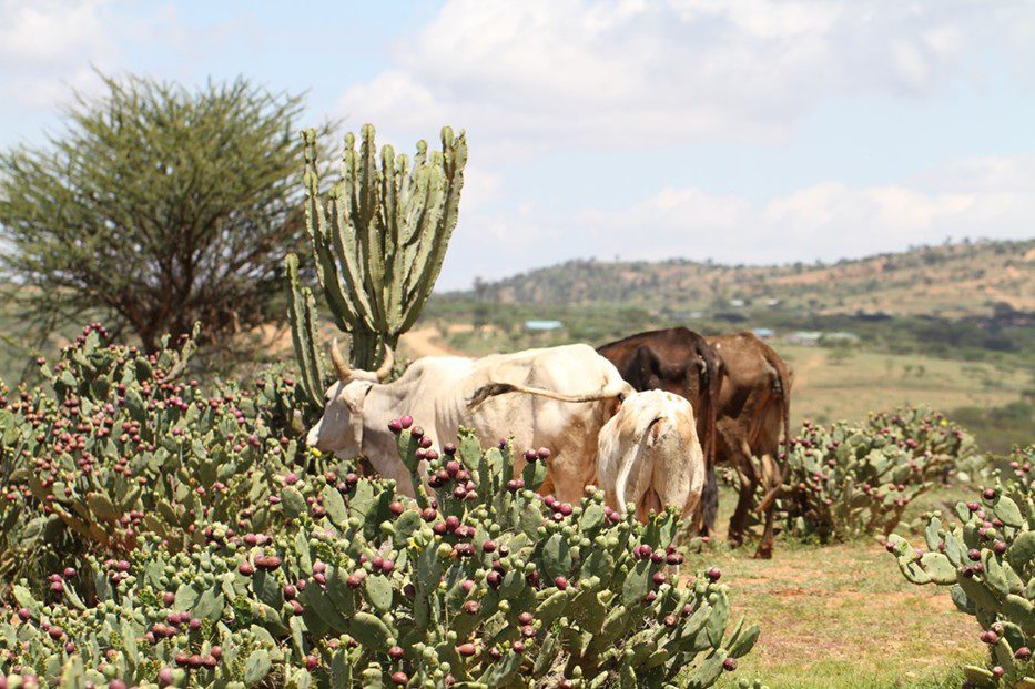 Opuntia stricta poses a risk to cattle pictured here in Laikipia, Kenya (Credit: Sarah Hilliar, CABI).