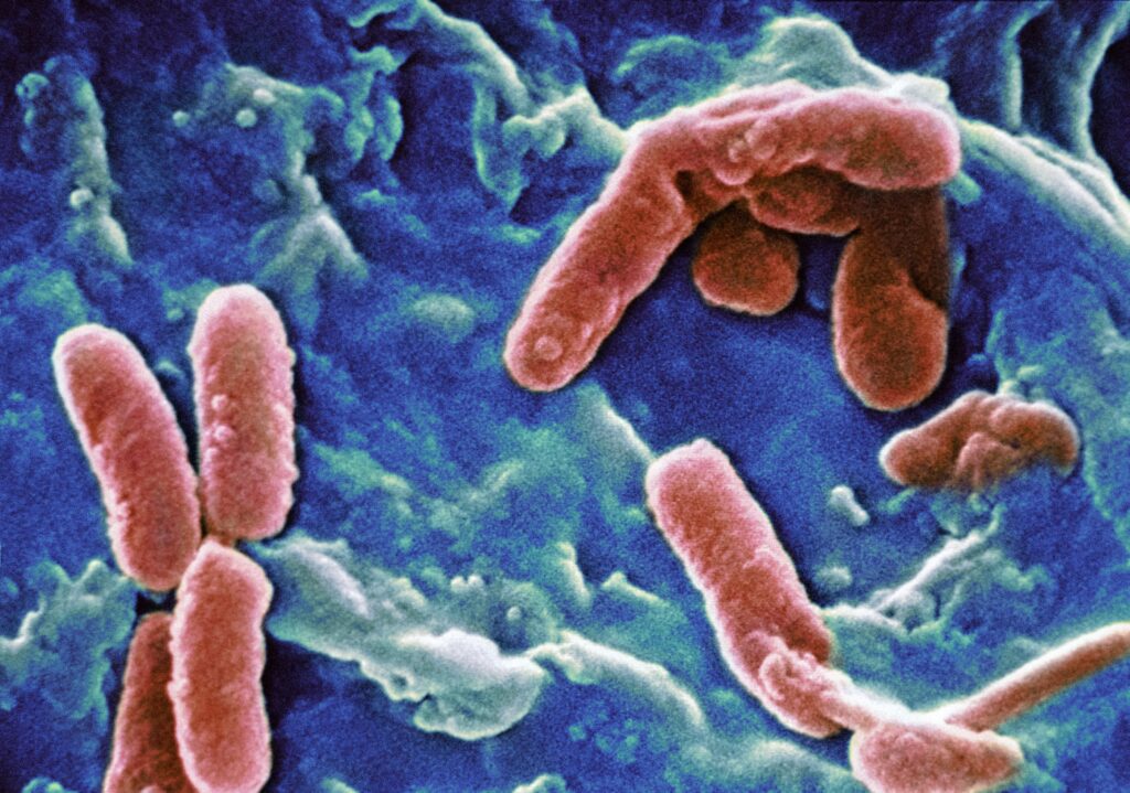 Bacteria, microbiome