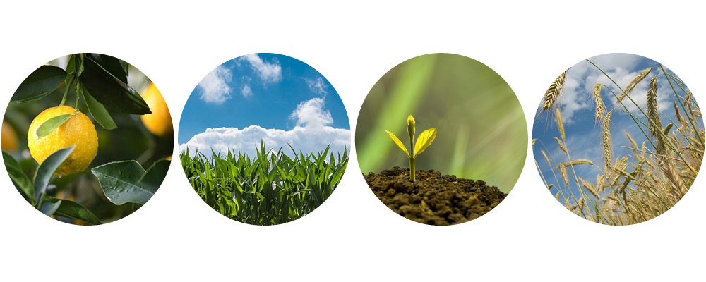 Four plant health circles