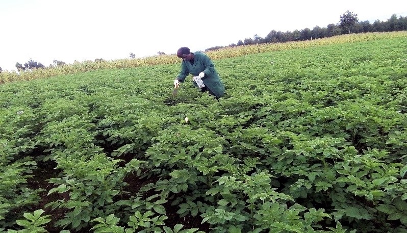 Potato field in Kenya