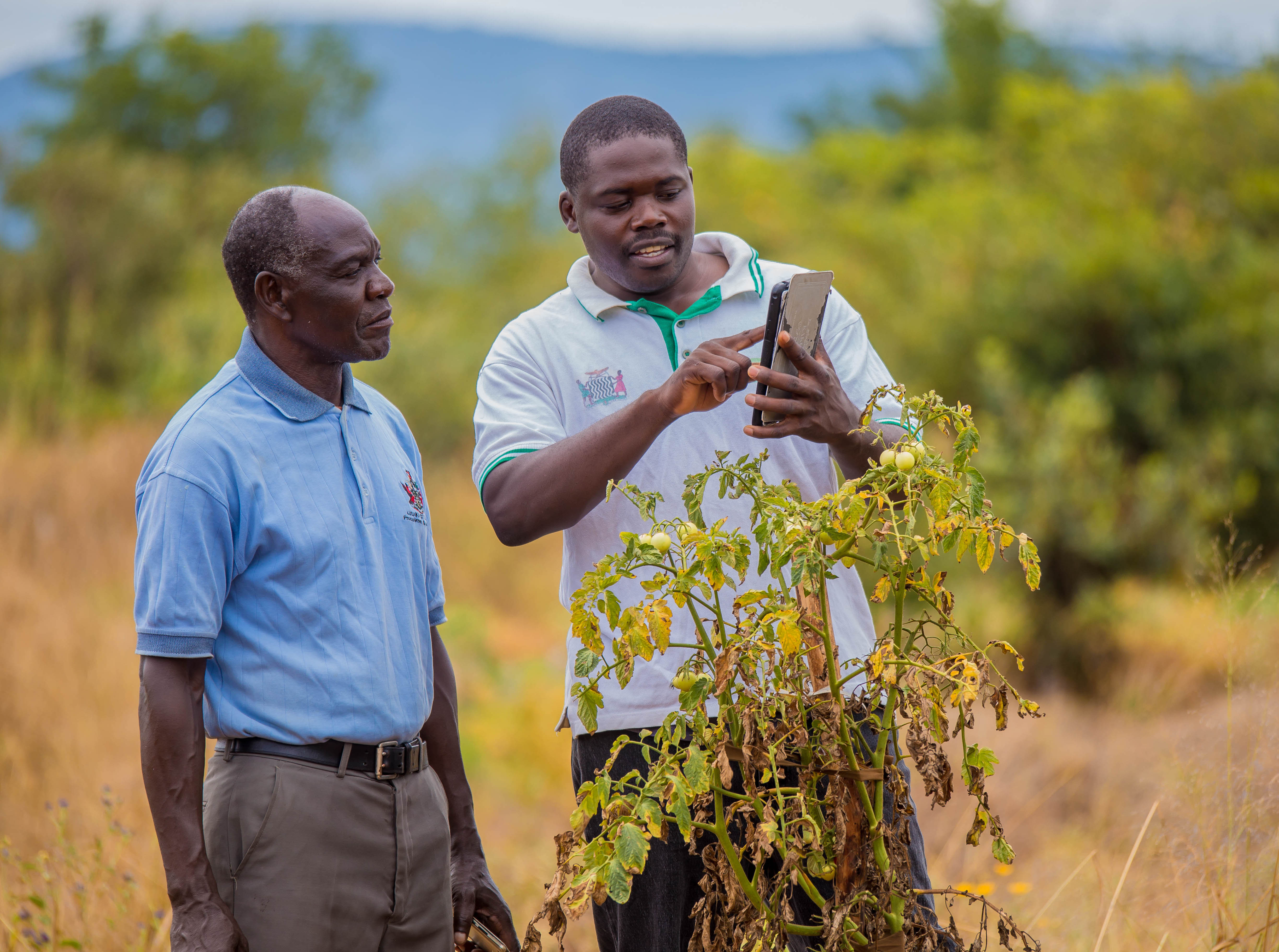 Two men on smartphone looking at a plant