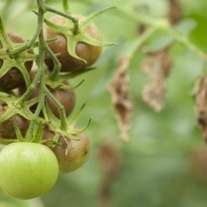crop-pest
