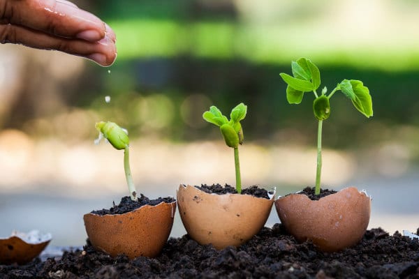 Plant Sciences