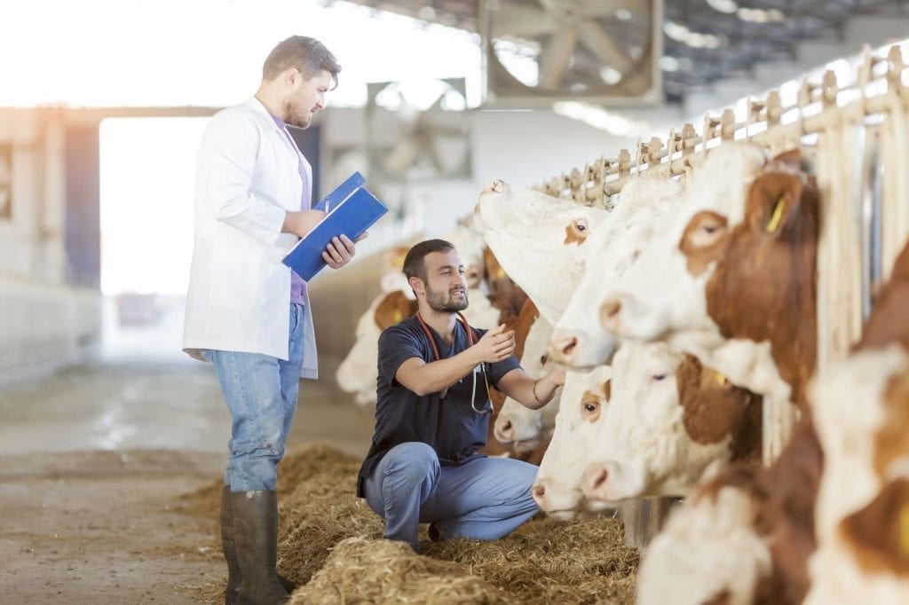 Vet and farming in barn with cow
