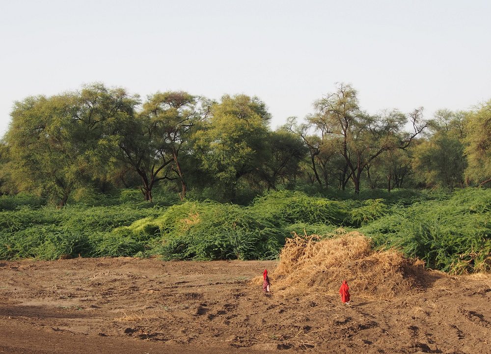 Prosopis clearing along Awash river