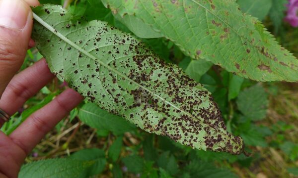 Puccinia komarovii var. glanduliferae telia