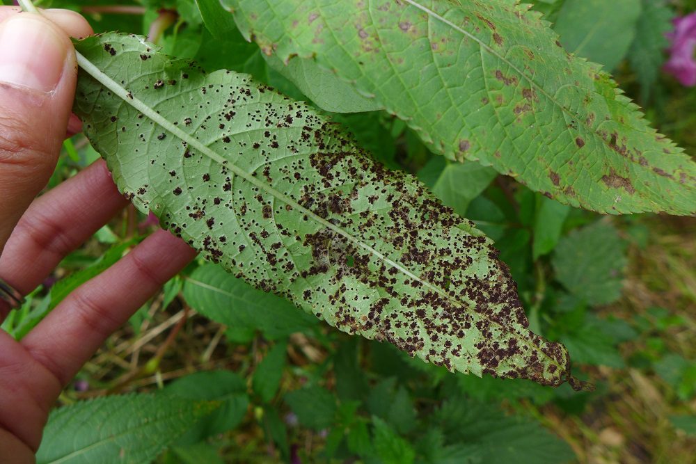 Puccinia komarovii var. glanduliferae telia