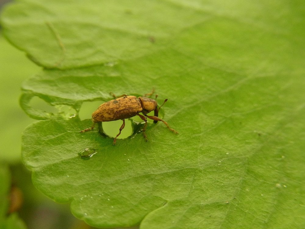 Listronotus elongatus weevil controlling Hydrocotyle