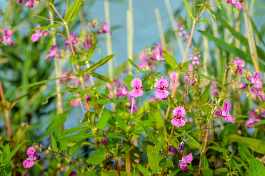 Closeup of a budding and dark pink blossoming Himalayan Balsam or Impatiens glandulifera plant on the waterfront of a creek in a Dutch The CABI stand at the Chelsea Flower Show 2017