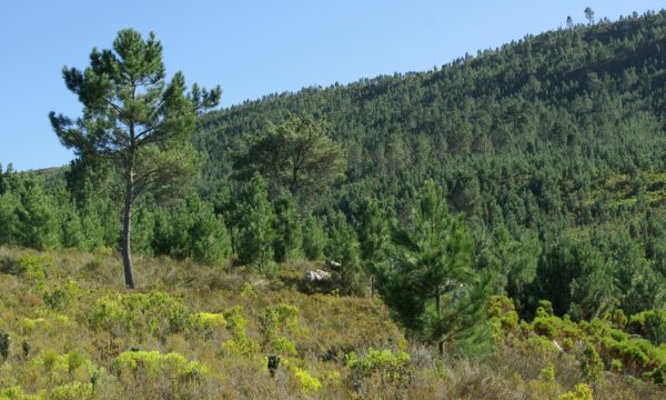 Pinus pinaster, one of many non-native trees that is highly invasive and causes major impacts in South Africa. The image shows a dense invasive stand of pines in the mountains of the Western Cape (Credit: Dave Richardson).