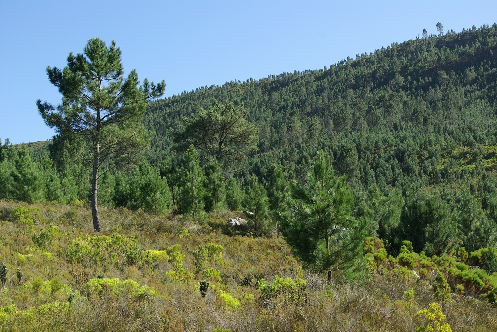 Pinus pinaster, one of many non-native trees that is highly invasive and causes major impacts in South Africa. The image shows a dense invasive stand of pines in the mountains of the Western Cape (Credit: Dave Richardson).