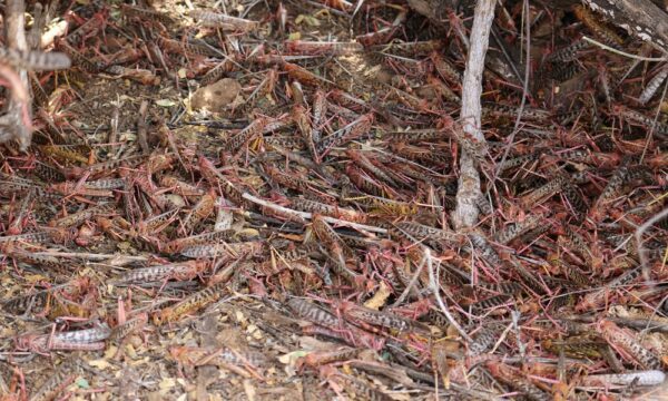 Roosting locusts