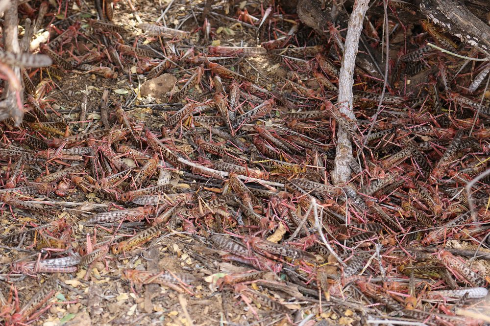 Roosting locusts