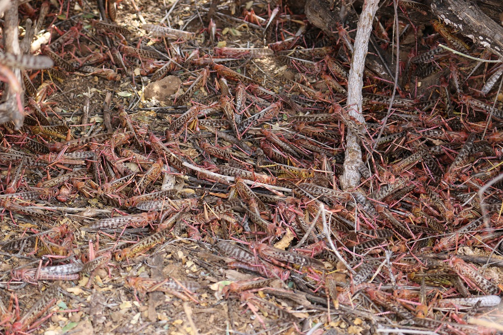 Roosting Locusts