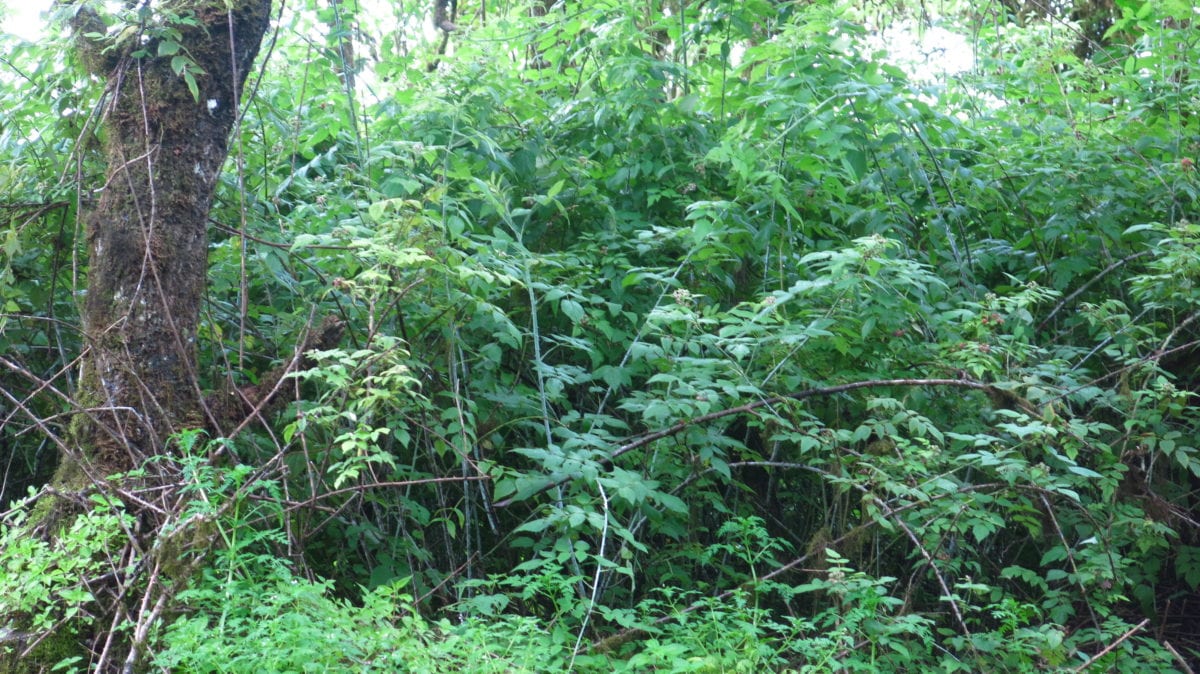 Controlling the invasive blackberry on the Galápagos Islands