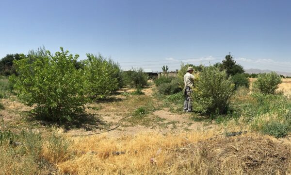 Russian olive Iran