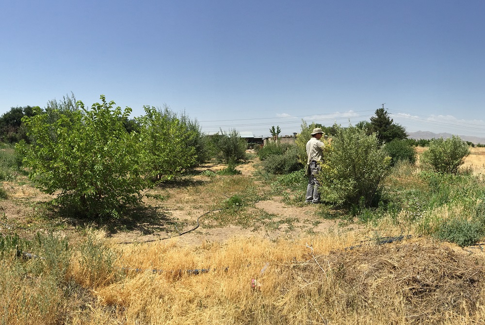 Russian olive Iran