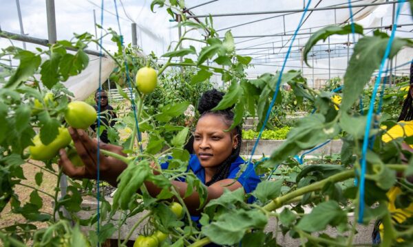 Students at the College of Agriculture, Science & Education (CASE) in Jamaica.