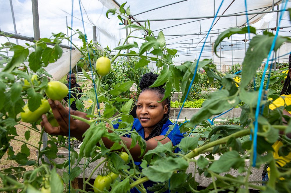 Students at the College of Agriculture, Science & Education (CASE) in Jamaica.