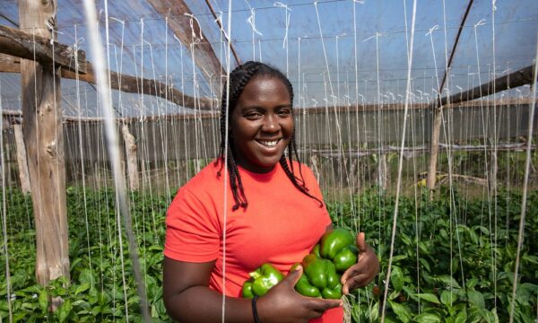 Farmers grow sweet peppers in Jamaica.