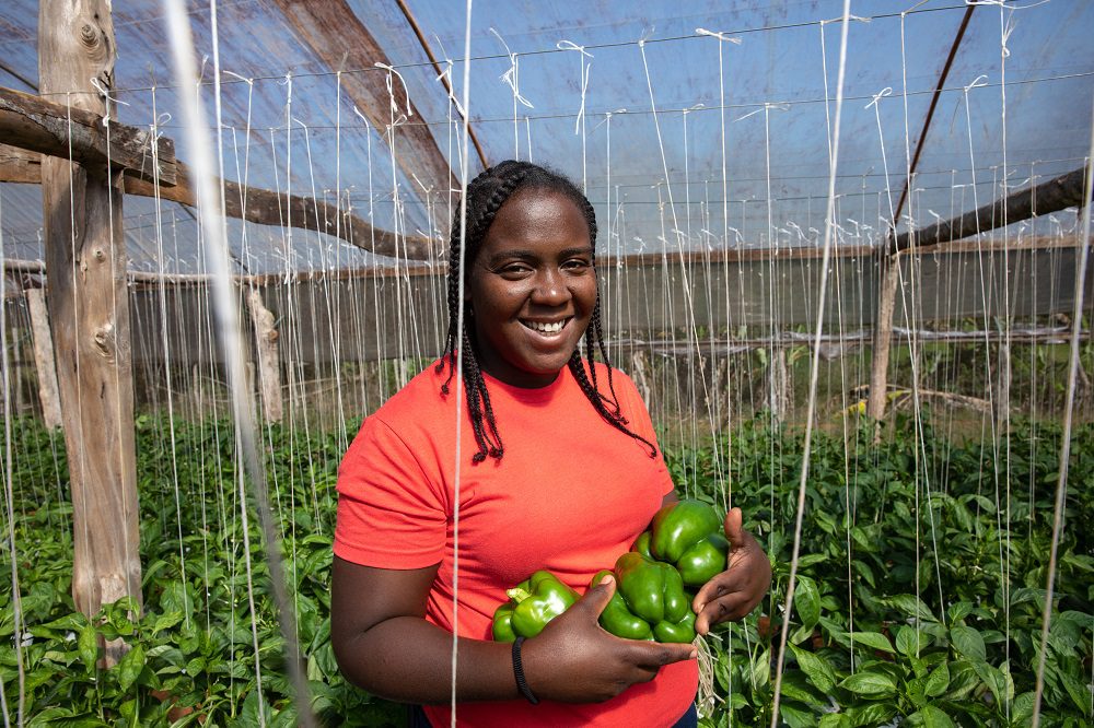 Farmers grow sweet peppers in Jamaica.