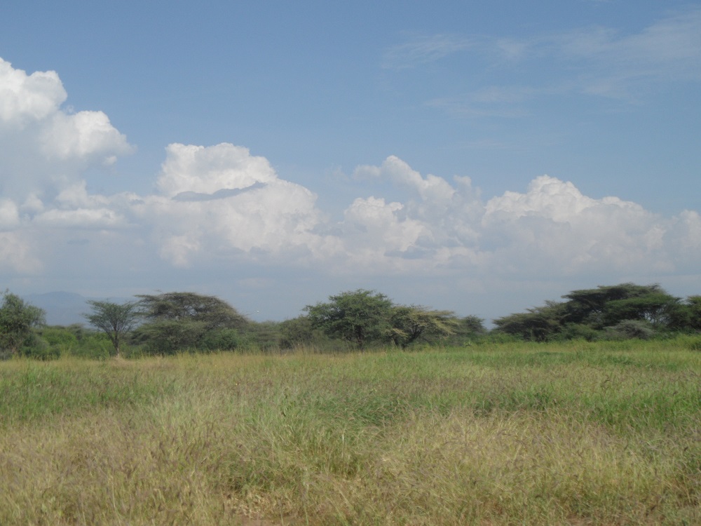 A restored grassland in Baringo County (Credit: Ms. Purity Rima Mbaabu)