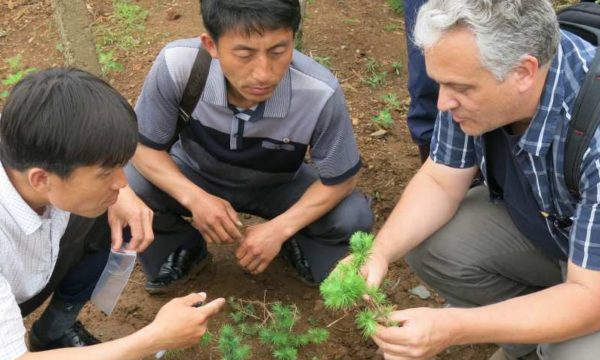 Sampling tree seedlings, Yontan County Nursery, DPRK