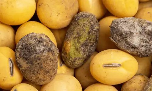 Potatoes with disease