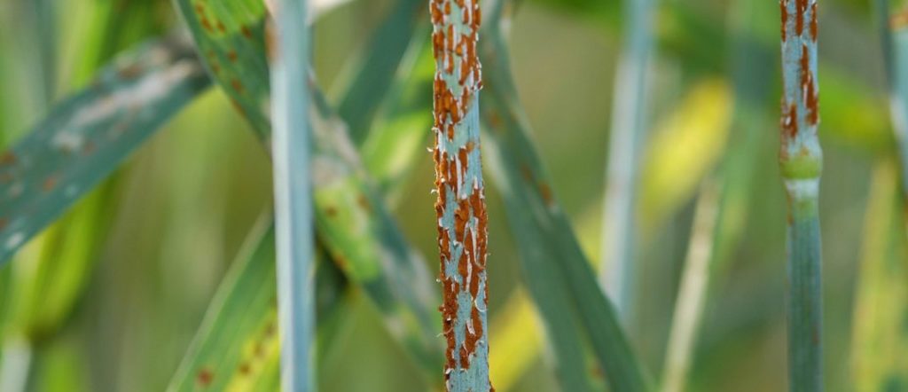 Stem rust