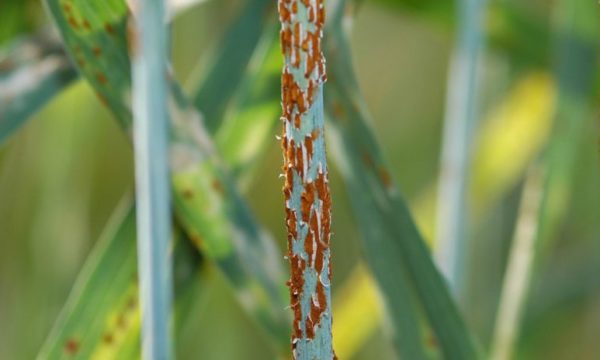 Stem rust