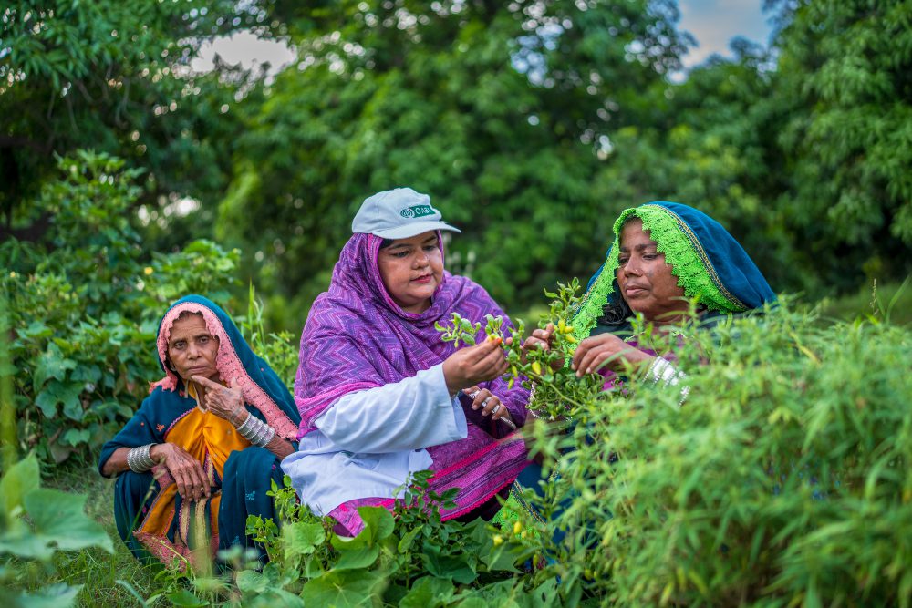 Two female farmers and an extension worker in a field inspecting crops in Pakistan