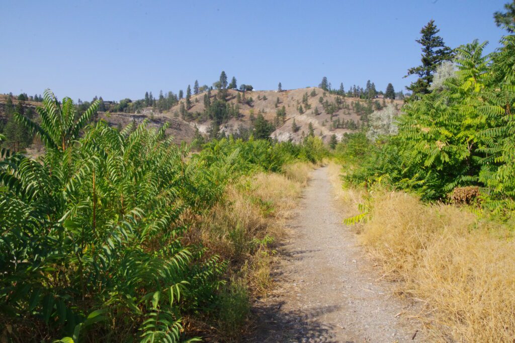 Tree of heaven invasion in Summerland, British Columbia (Lisa Scott, OASISS)