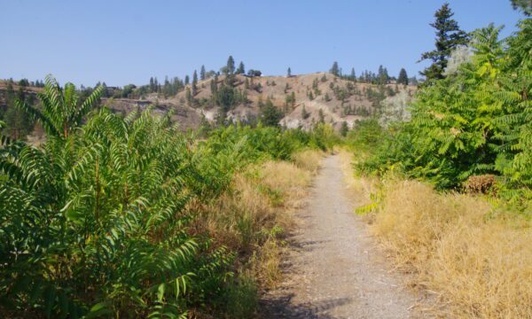 Tree of heaven invasion in Summerland, British Columbia (Lisa Scott, OASISS)