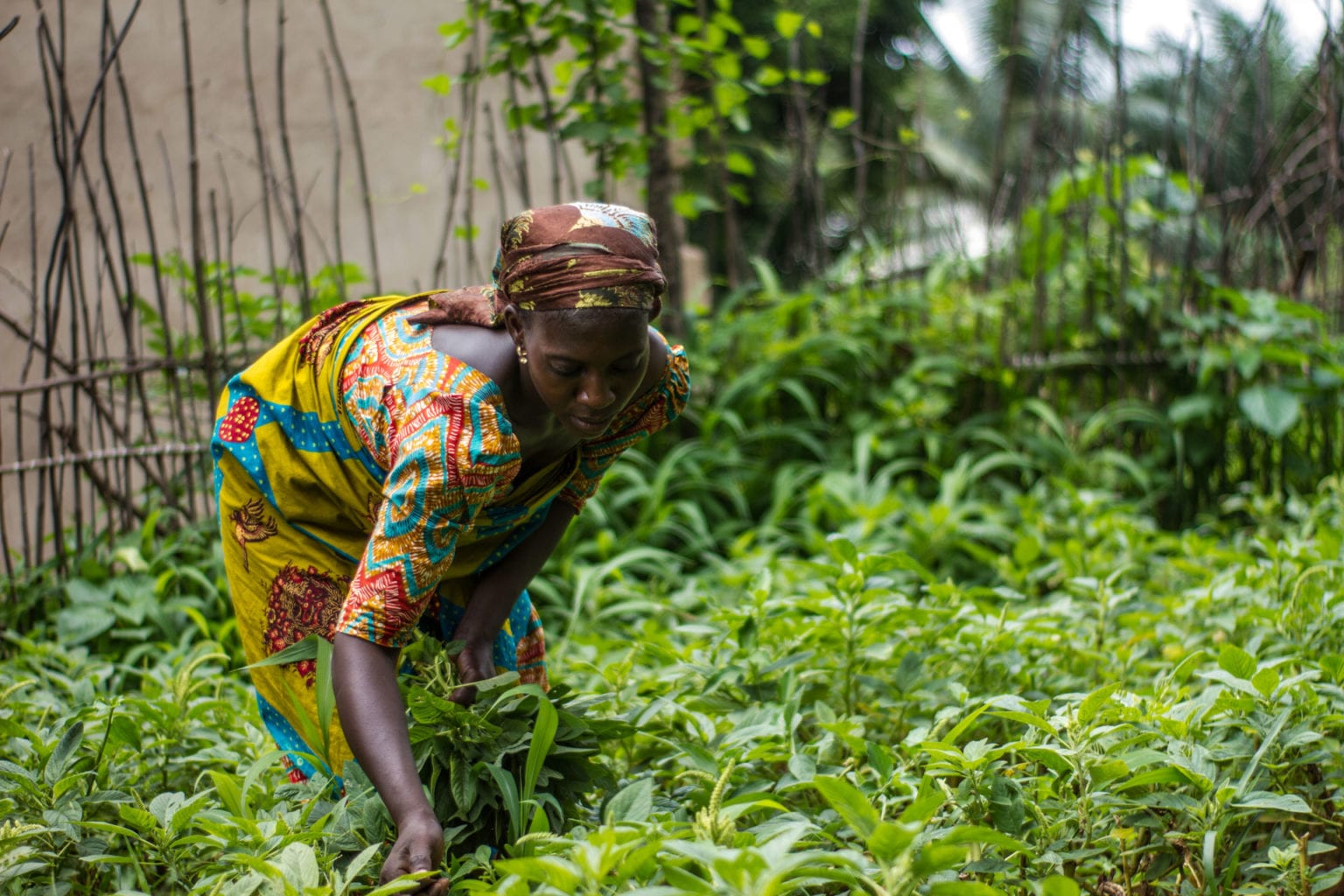 Woman farmer picking crops