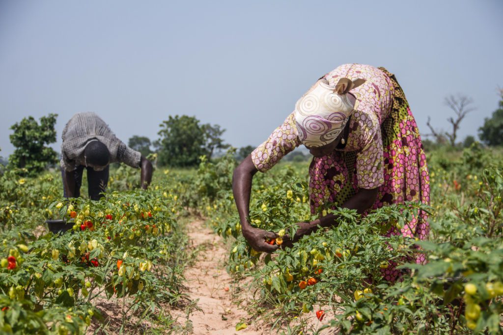Crop Pest Management Crop Pest Management