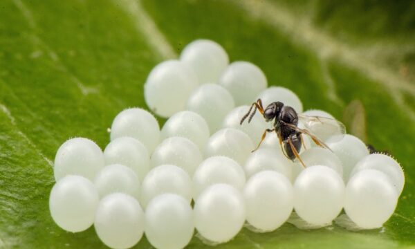 Trissolcus-japonicus-parasitizing-Halyomorpha-eggs-R_Tim-Haye