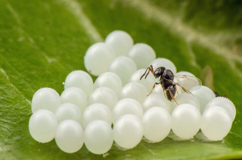 Trissolcus japonicus parasitizing Halyomorpha eggs R_Tim Haye