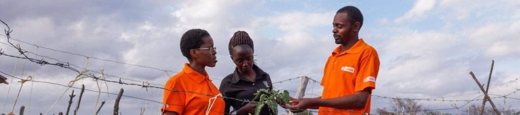 CABI staff showing Tuta absoluta with farmer
