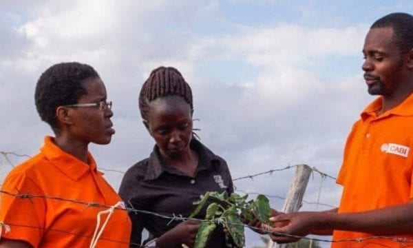 CABI staff showing Tuta absoluta with farmer