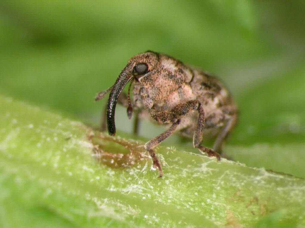 Close-up of Microplontus millefolii, a small brown weevil, on a plant stem used to control common tansy