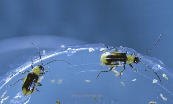 Male corn rootworms in laboratory rearing (Photo Stefan Toepfer) Western corn rootworm