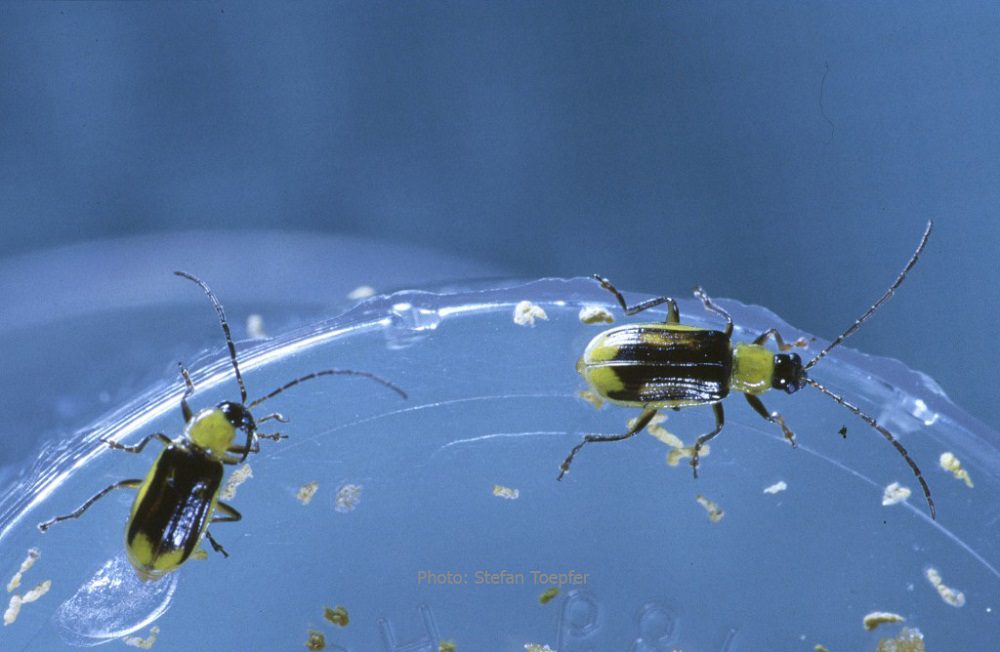 Male corn rootworms in laboratory rearing (Photo Stefan Toepfer) Western corn rootworm