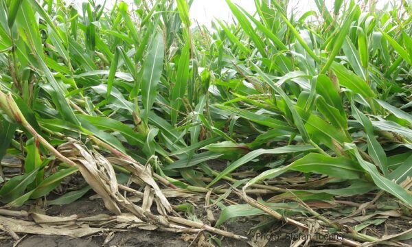Lodged maize plants due to corn rootworm feeding on roots in Hungary (Photo: Stefan Toepfer) Western corn rootworm