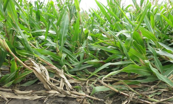 Lodged maize plants due to corn rootworm feeding on roots in Hungary (Photo: Stefan Toepfer) Western corn rootworm