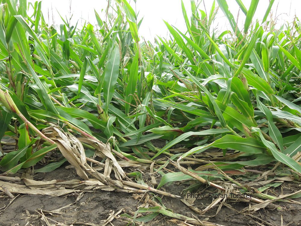 Lodged maize plants due to corn rootworm feeding on roots in Hungary (Photo: Stefan Toepfer) Western corn rootworm