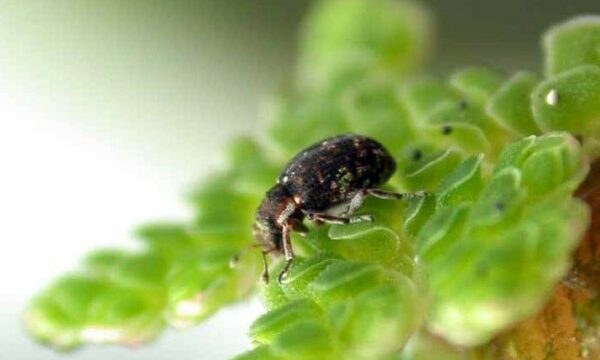 Weevil