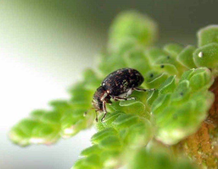 Weevil